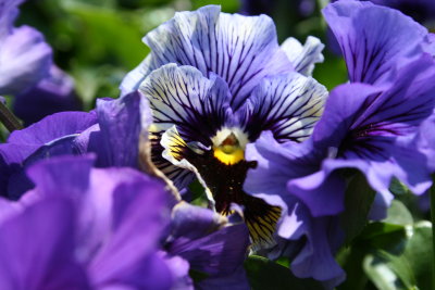Colorful Purples...
