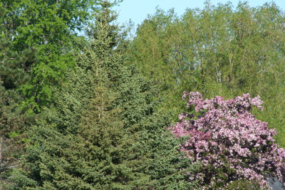 A Little Pink Peeks the Green