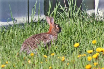 Backyard Rabbit