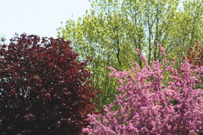 Colorful Trees