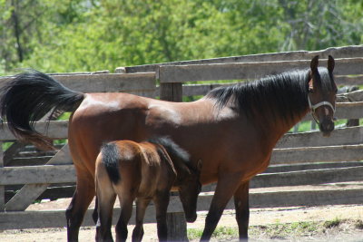 Baby N' Mamma   :}