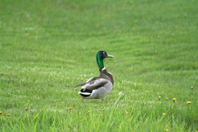 Wow ~ A Mallard in my Backyard!