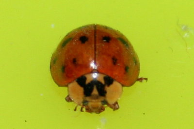 Lady Bug