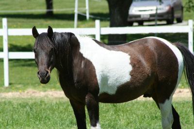 Horsey