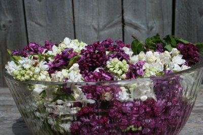 The Sweet Essence of Lilacs...