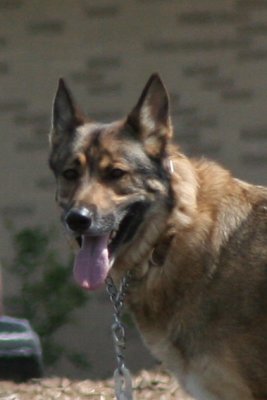 The European German Shephard