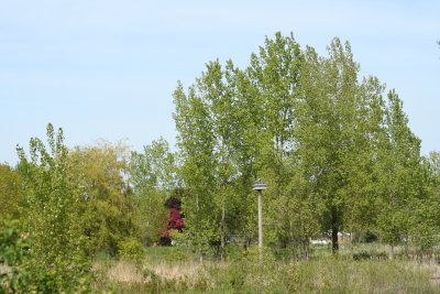 Bird House, Colorful Tree