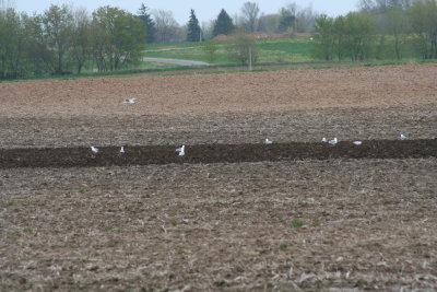 Sea Gulls on the Farm