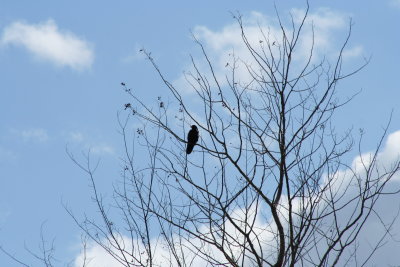 Waiting for His Daily Bread...