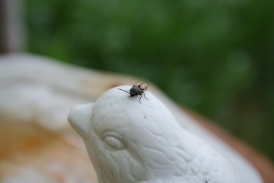Tickling my Head!