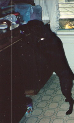 Scooby