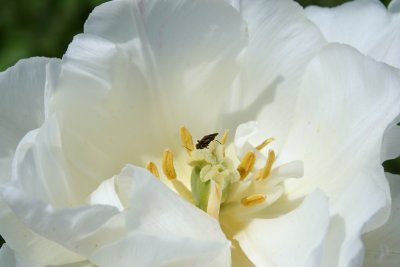 Bug in the Flower