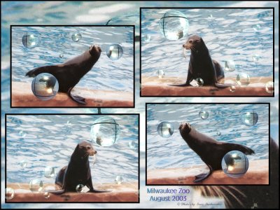 Sea Lions Putting on a Show!