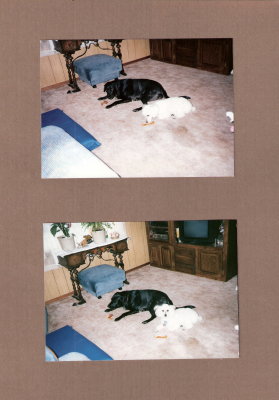 Sambo & Scooby