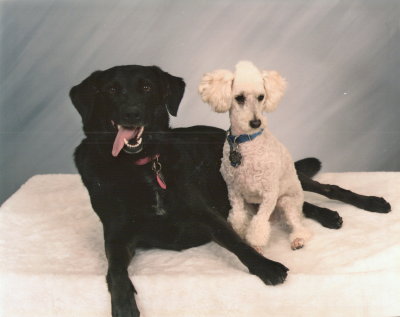 Sambo & Scooby