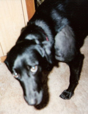 Scooby