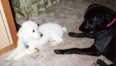 Sambo & Scooby