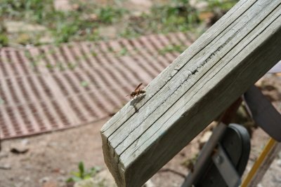 Sometimes You Just Can't Use the Handrail!