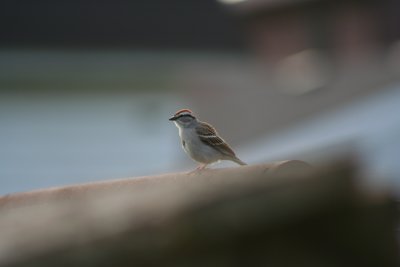 Backyard Bird