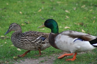 Couple on a Walk