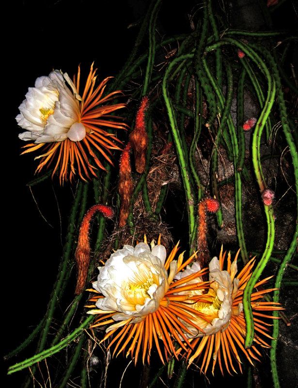 Queen of the night - Selenicereus grandiflorus
