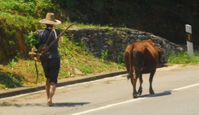 China Yangshuo - Yu Long River - If you love your Waterbuffalo, carry his yoke