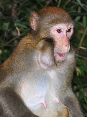 Monkey in Zhangjiajie National Forest Park