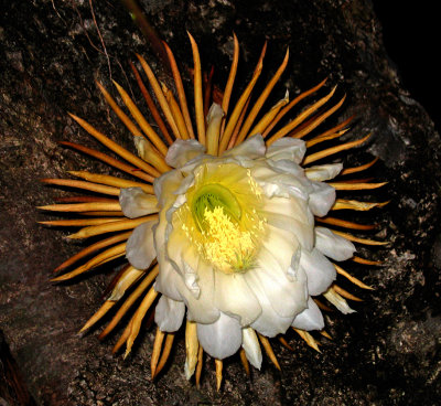 St. Thomas, USVI - Queen of the Night