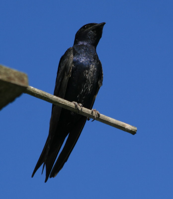 Purple Martin