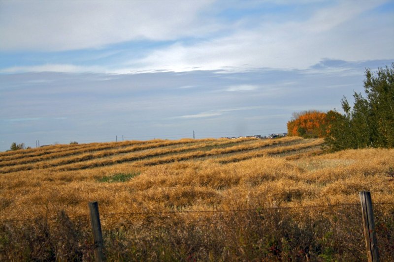 Fall harvest