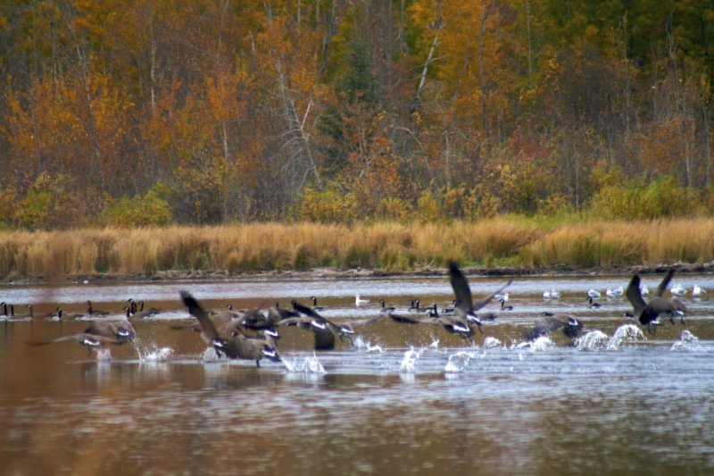 Geese takeoff