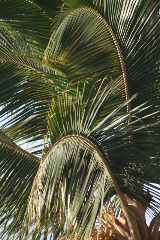 Palm Fronds