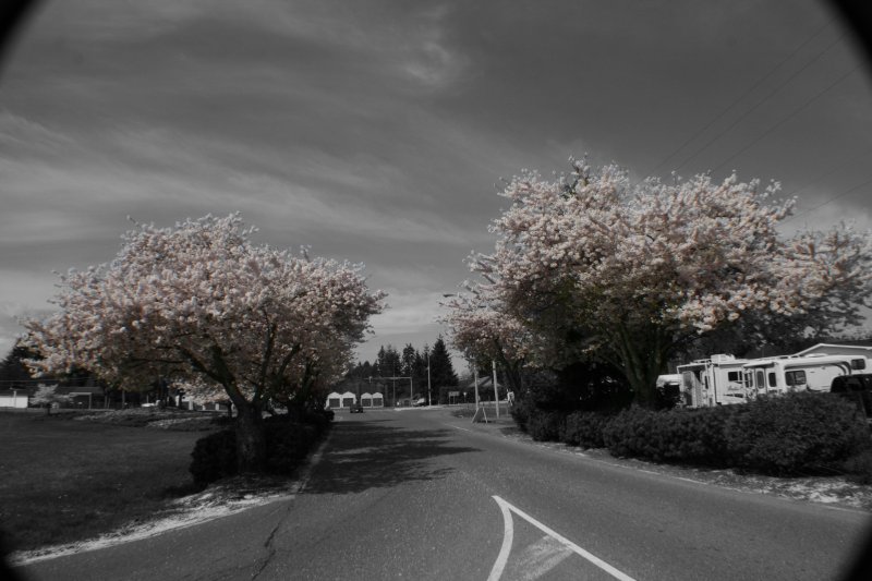 Cherry Blossoms