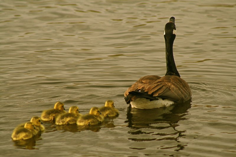 Following Dad