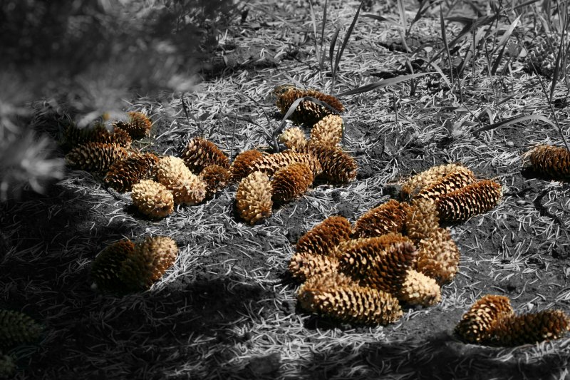 Pinecones BW.jpg