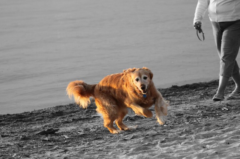 Dog gone beach