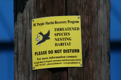 Purple Martin Recovery Program