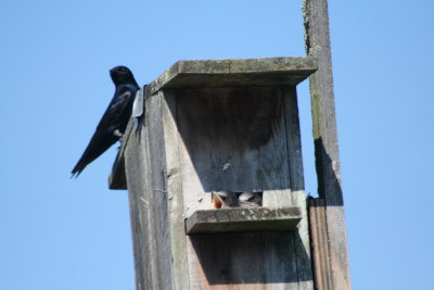 Purple Martins