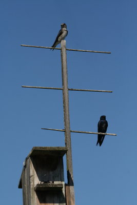 Purple Martins-Male,female and babies