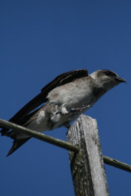 Adult Female Purple Martin