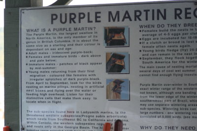 Purple Martin Recovery Program