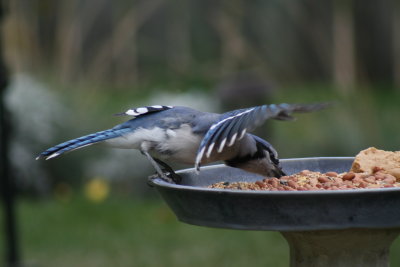 Blue Jay feeding