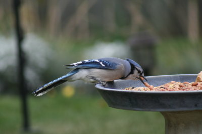 Blue Jay feeding