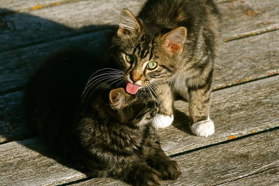 Farm kittens