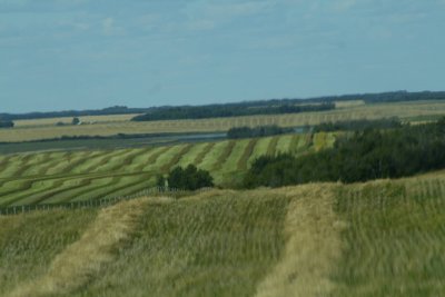 Swathed fields