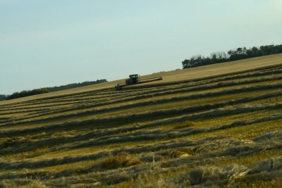 The harvest continues