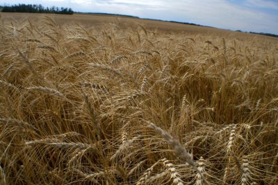 Miles of wheat