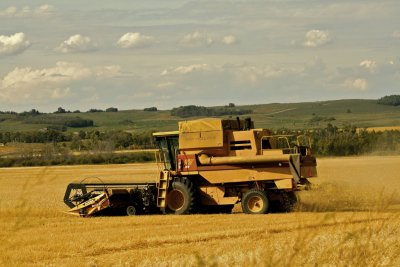 Harvest time