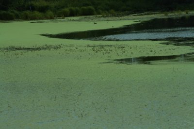 Algae covered pond