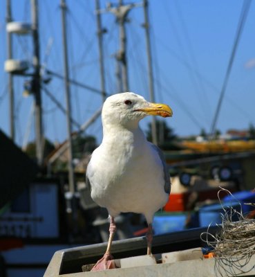 Seagull enjoying the day at Fisherman's Wharf
